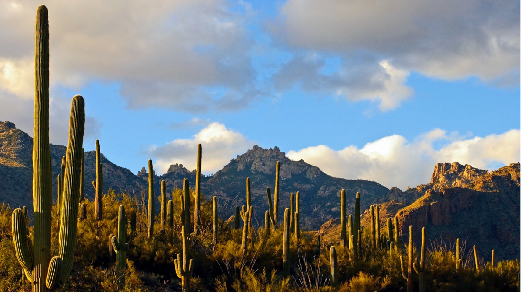 Cacti in front of a mountain in the Arizona desert